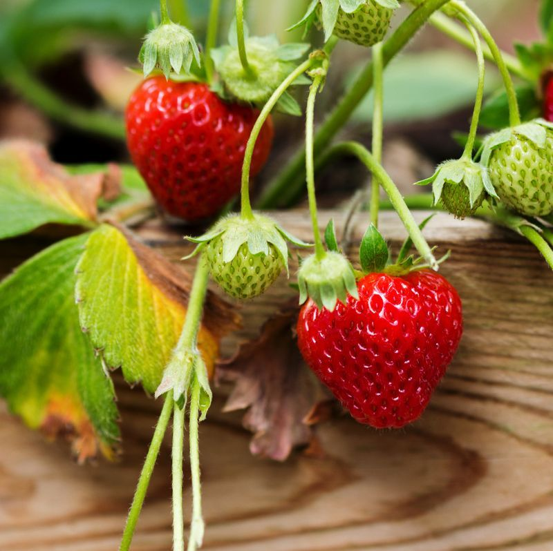 The Best Fruits to Grow in Small Spaces