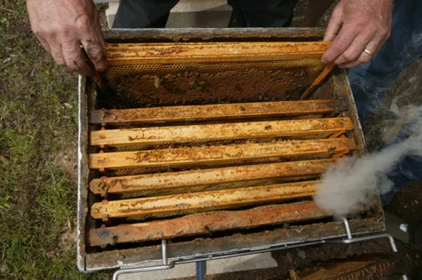 Garden and Urban Beekeeping