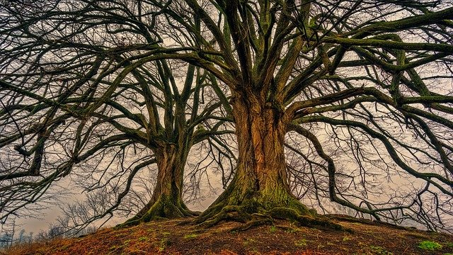 What are dead tree gases and why are they so dangerous?