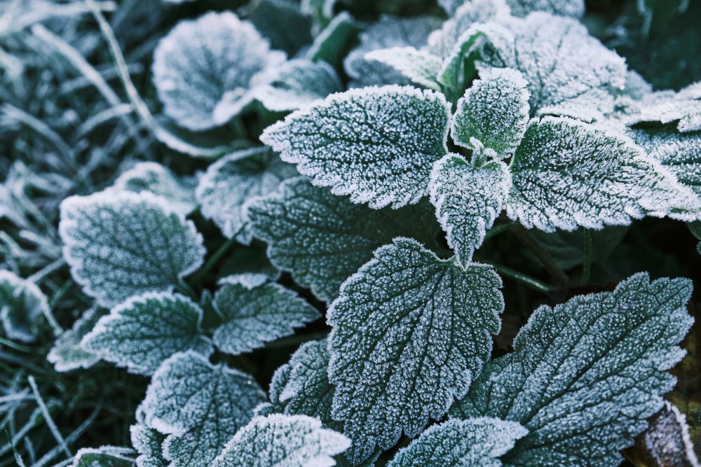 Hardy plants - All about cold, frost and winter hardiness zones