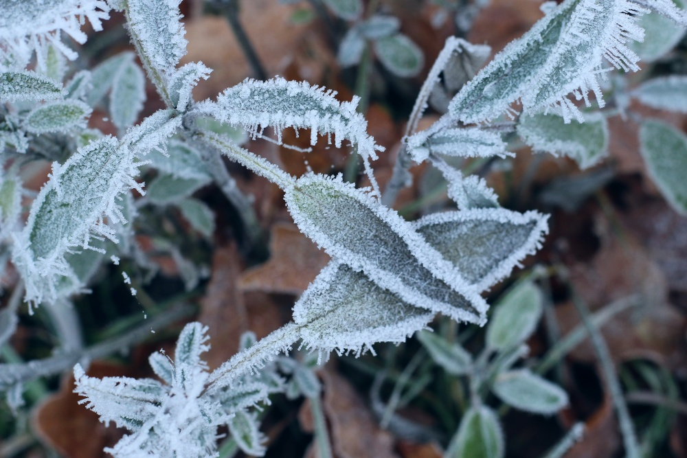 Hardy plants - All about cold, frost and winter hardiness zones