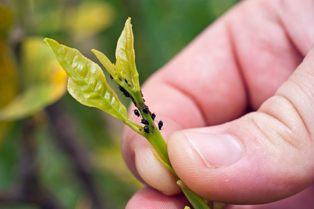 Fighting aphids: How to get rid of them effectively and sustainably