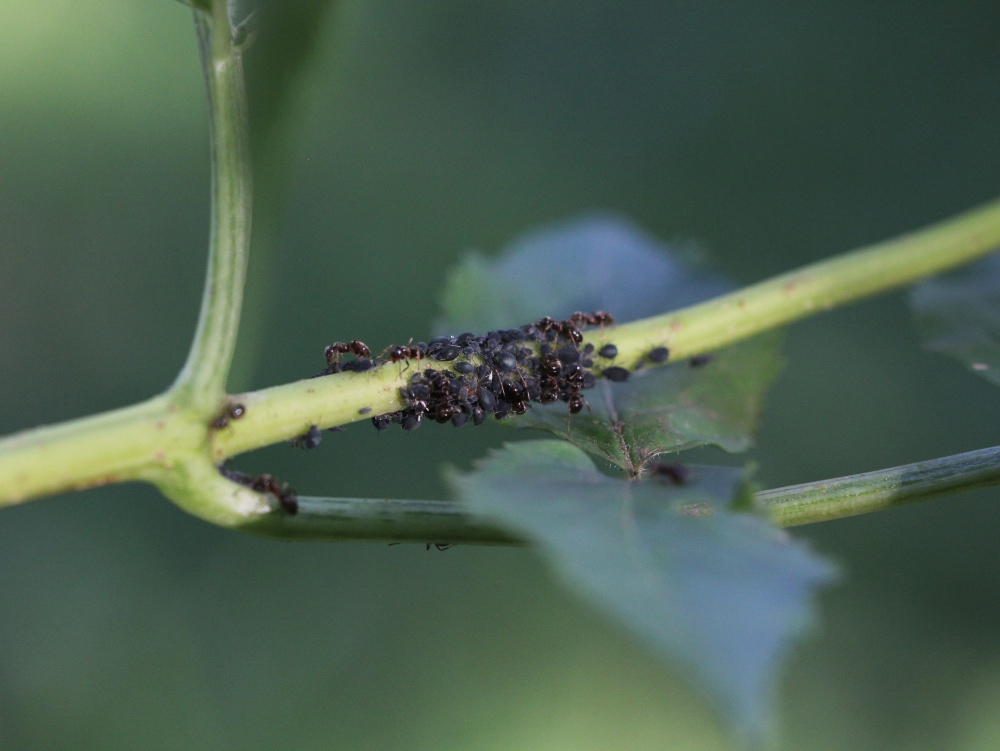 Fighting aphids: How to get rid of them effectively and sustainably