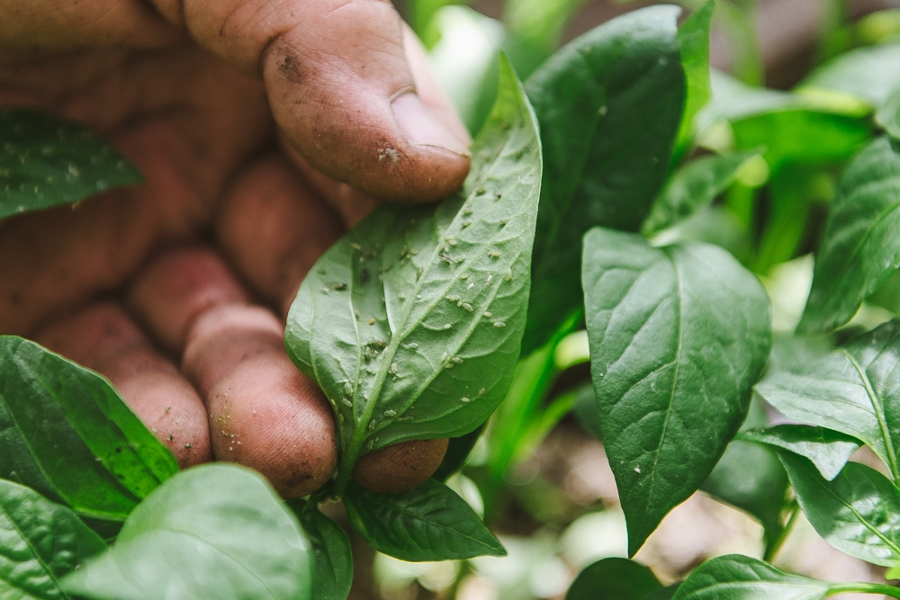 Fighting aphids: How to get rid of them effectively and sustainably