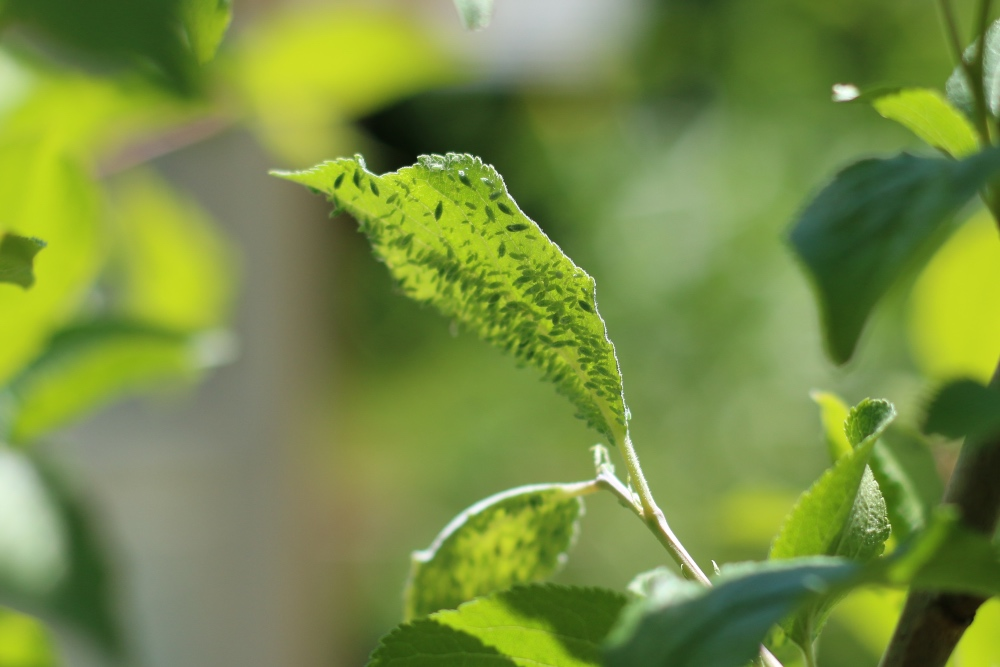 Fighting aphids: How to get rid of them effectively and sustainably