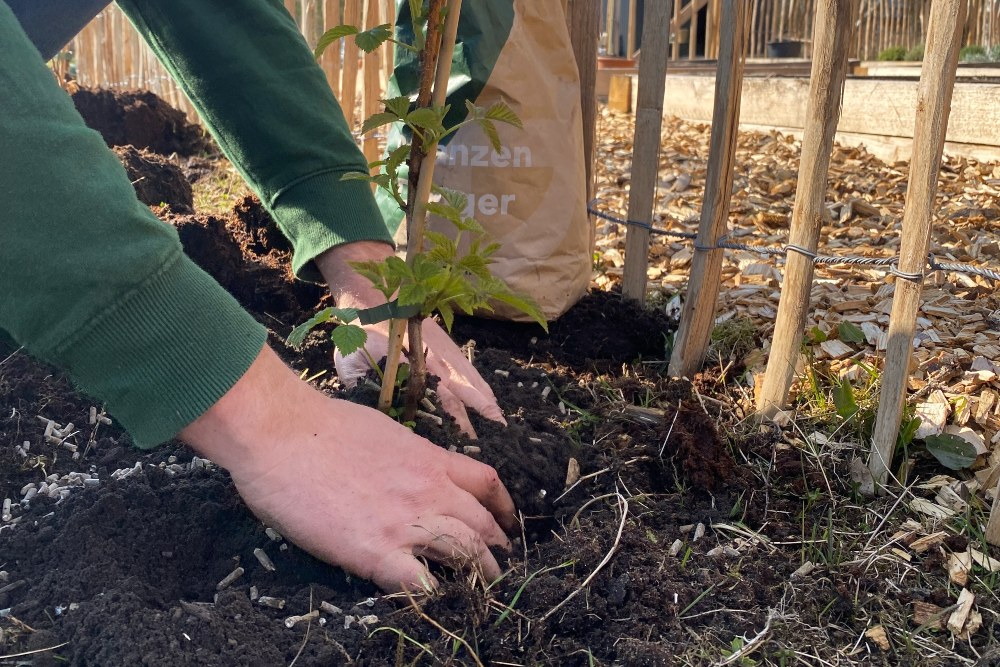 How to plant a raspberry?