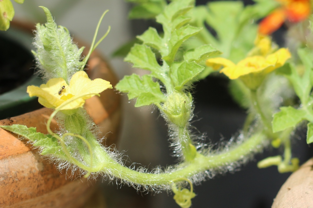 How to pollinate the mini watermelon