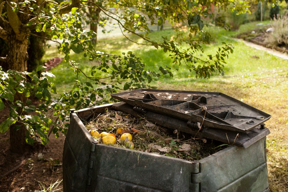 Fertilize mini watermelon: How to succeed in growing in your garden