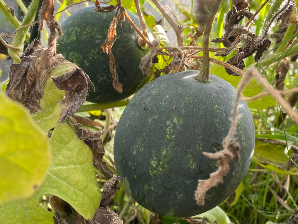 Is the watermelon ripe? How to recognize if it is!