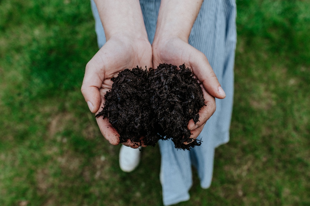 Planting watermelon: We show you how it's done!