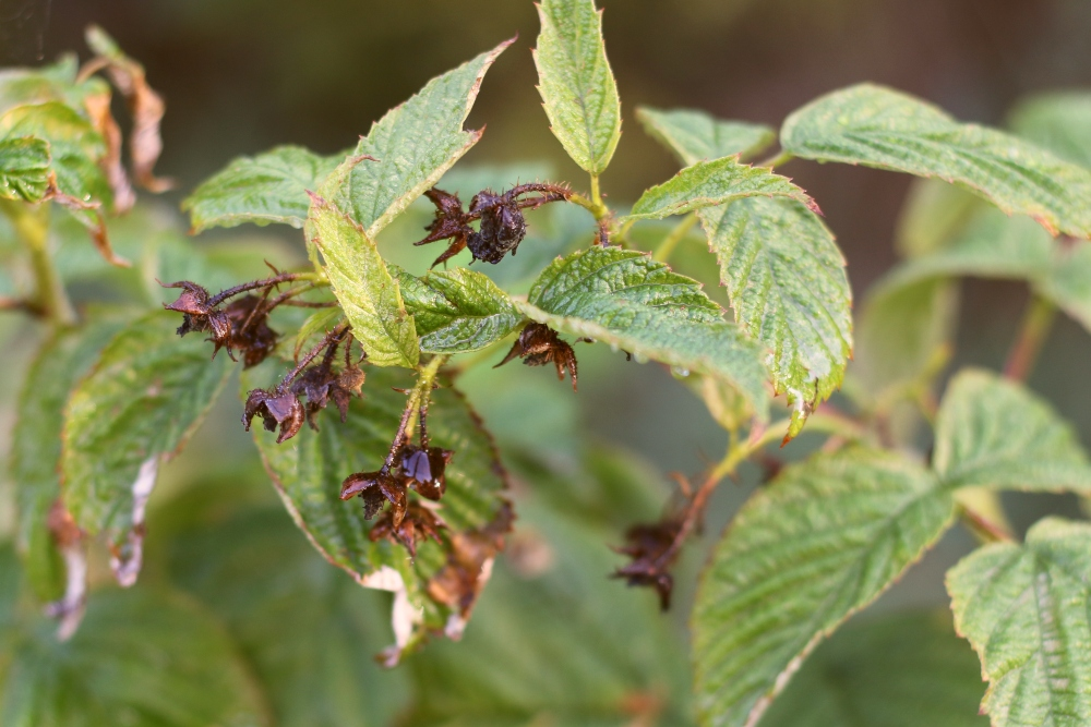 Cutting raspberries: How, why and when?