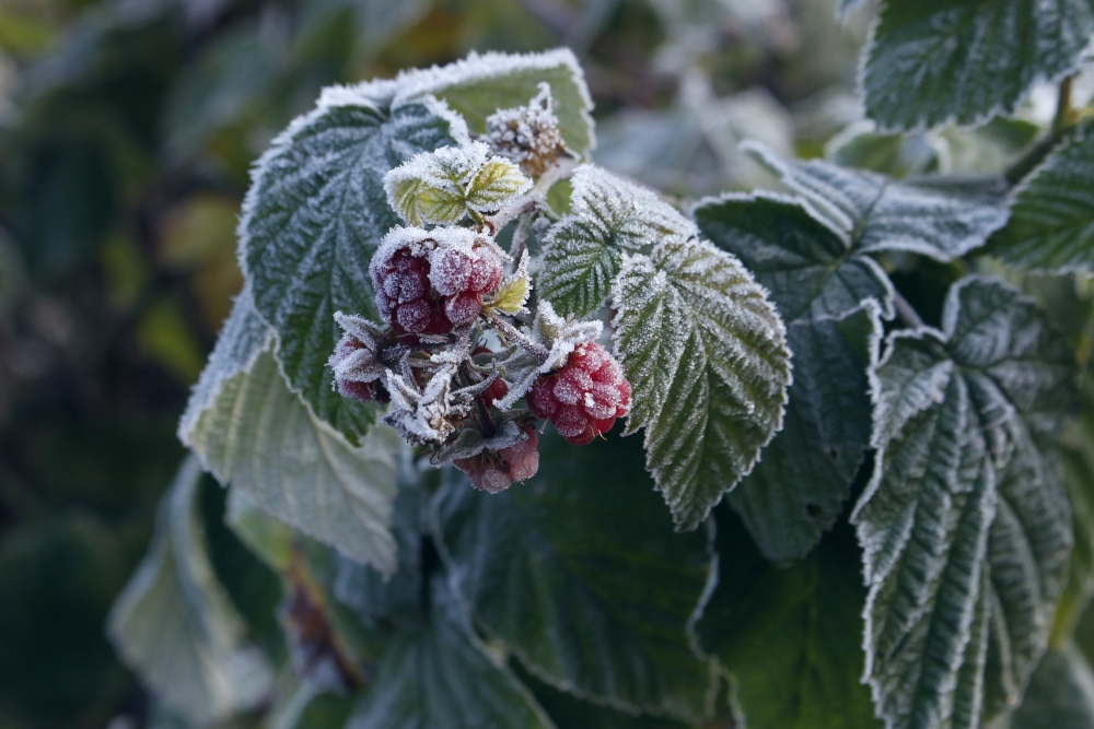 How to take care of raspberries in winter