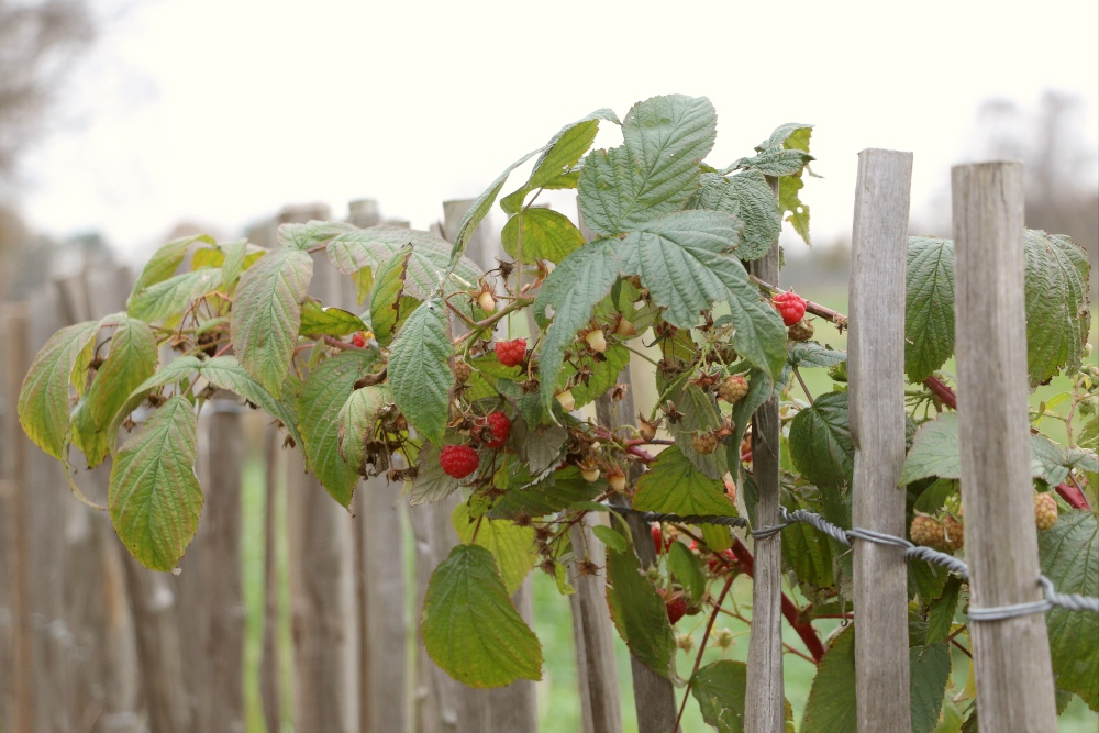 How to properly care for your raspberry