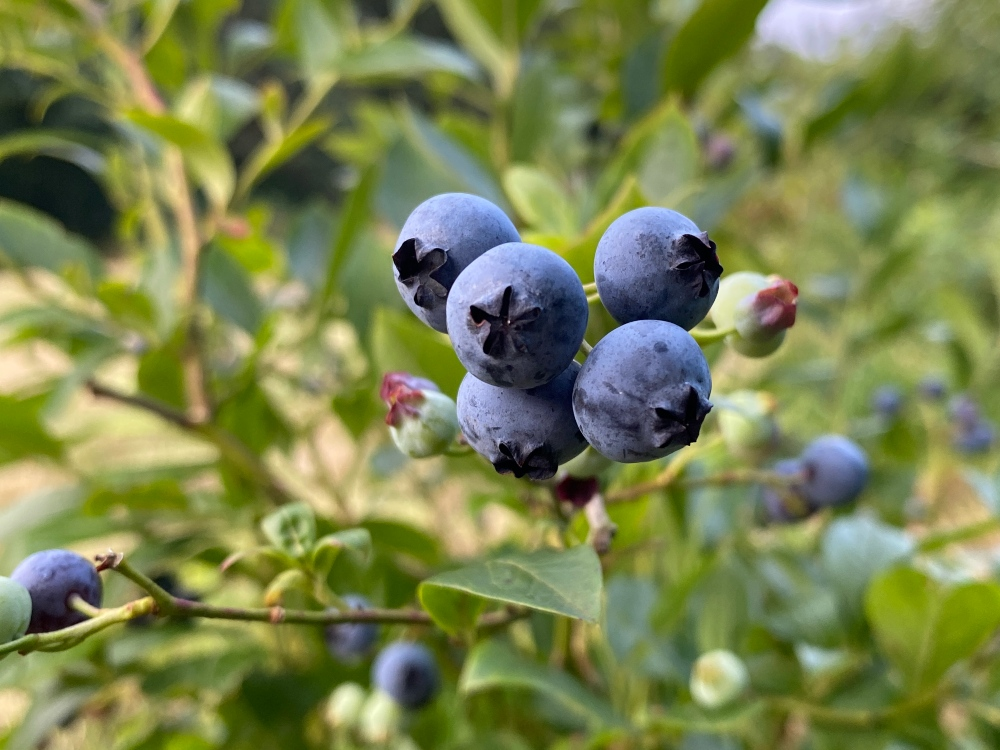 7 points that matter when buying a blueberry plant