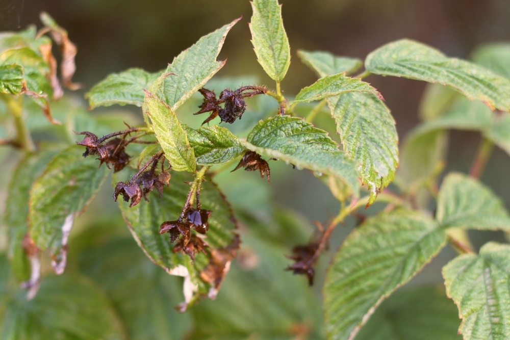 7 points that matter when buying a raspberry plant
