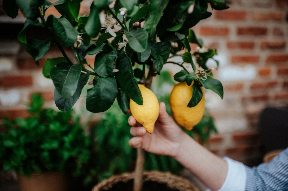 How To Water & fertilize the lemon tree properly