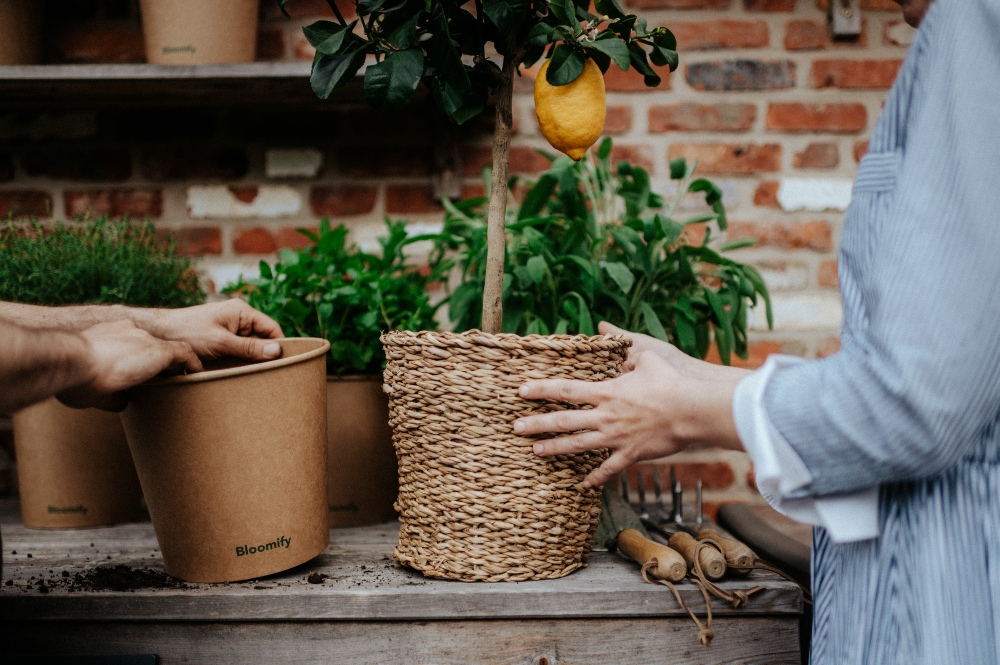 Repot lemon tree in 3 steps