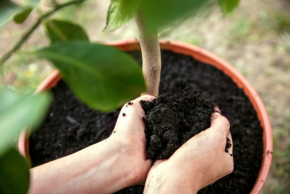 How To Properly Care for the Olive Tree