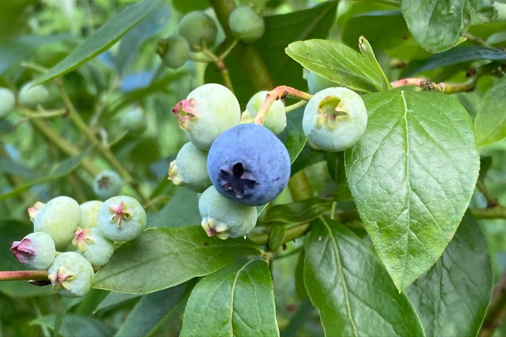 Simple And Effective Fertilizing Blueberries Tips