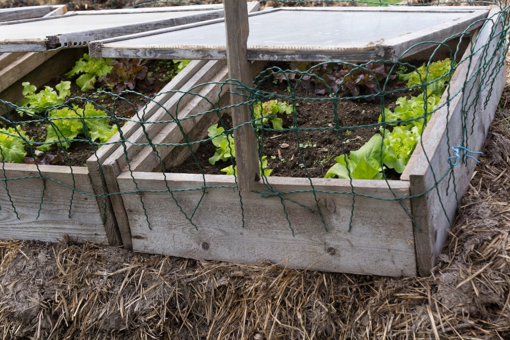 Gardening earlier with cold frames: This is how it works!