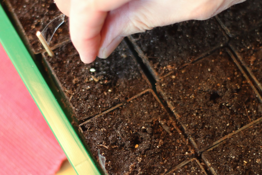 Growing tomatoes in advance: Here's how it's easy