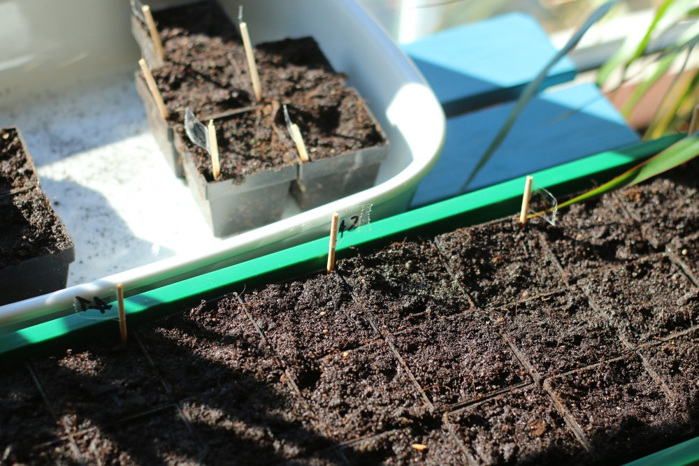 Growing tomatoes in advance: Here's how it's easy