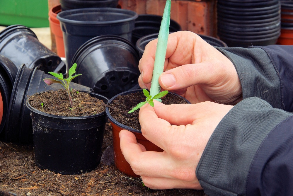 Growing tomatoes in advance: Here's how it's easy