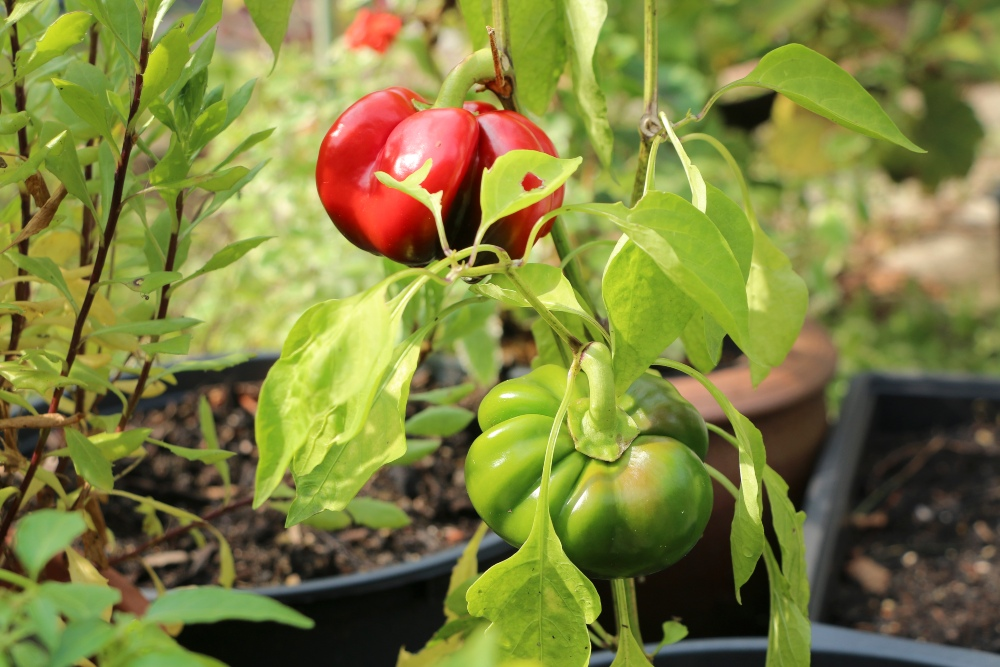 Successfully pre-growing peppers and chili