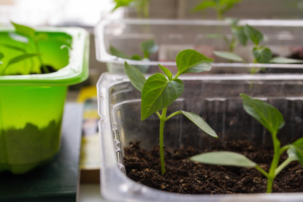 Successfully pre-growing peppers and chili