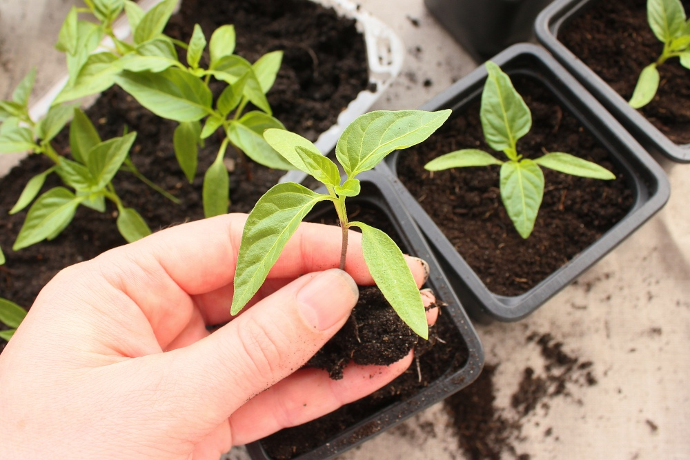 Successfully pre-growing peppers and chili