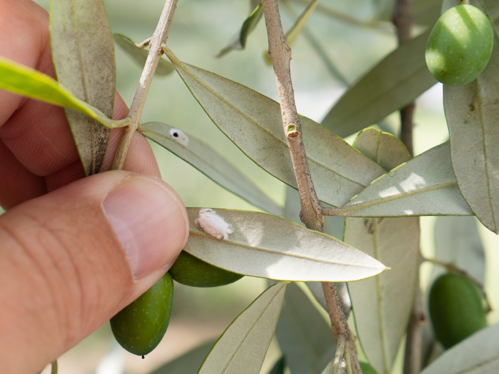 Control mealybugs simply & gently