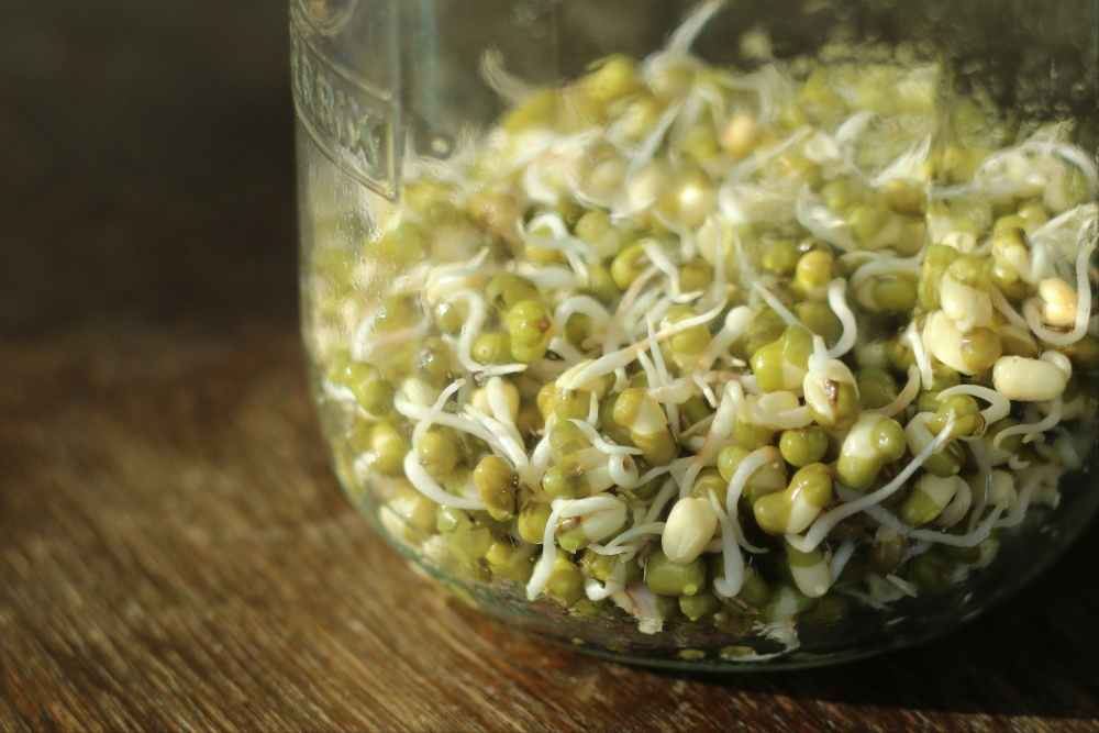 Grow sprouts yourself: This is how it works