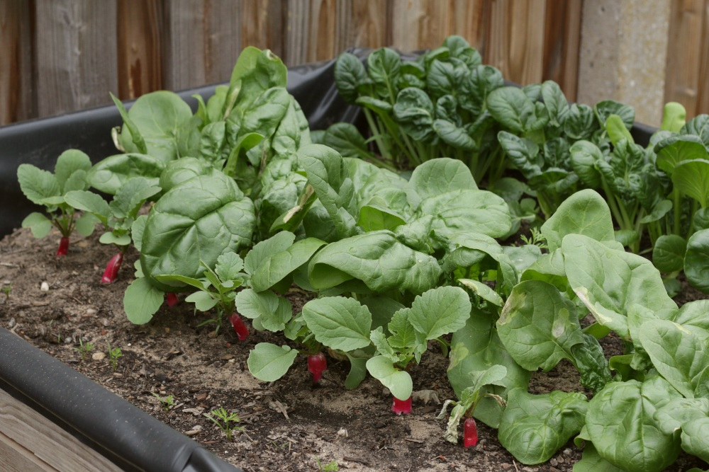 Do Tomato & Spinach grow well together?