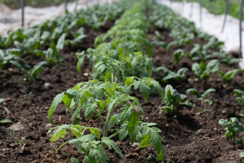 Do Tomato & Spinach grow well together?