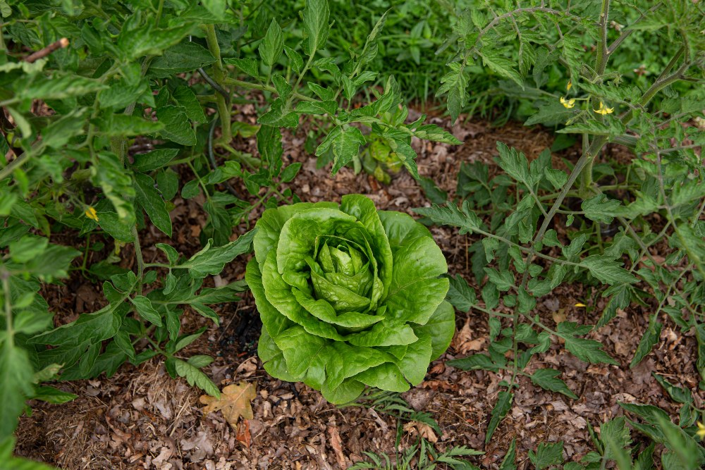 Do Tomato & Spinach grow well together?