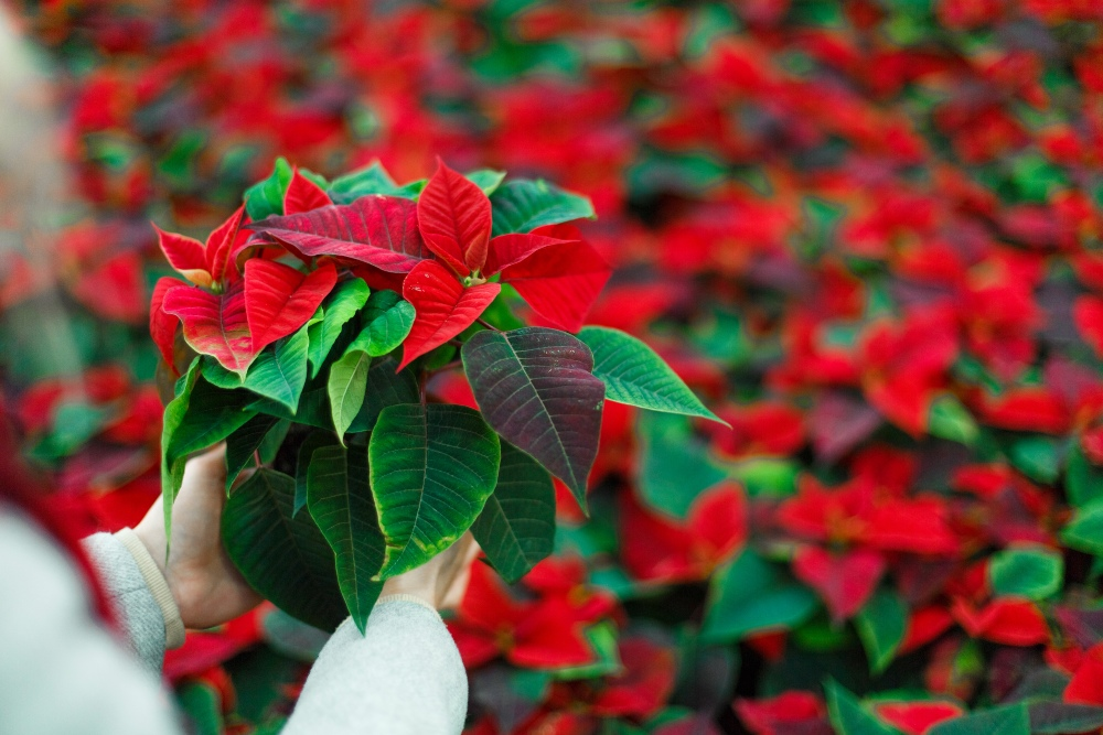 Poinsettia: how to keep it healthy for a long time