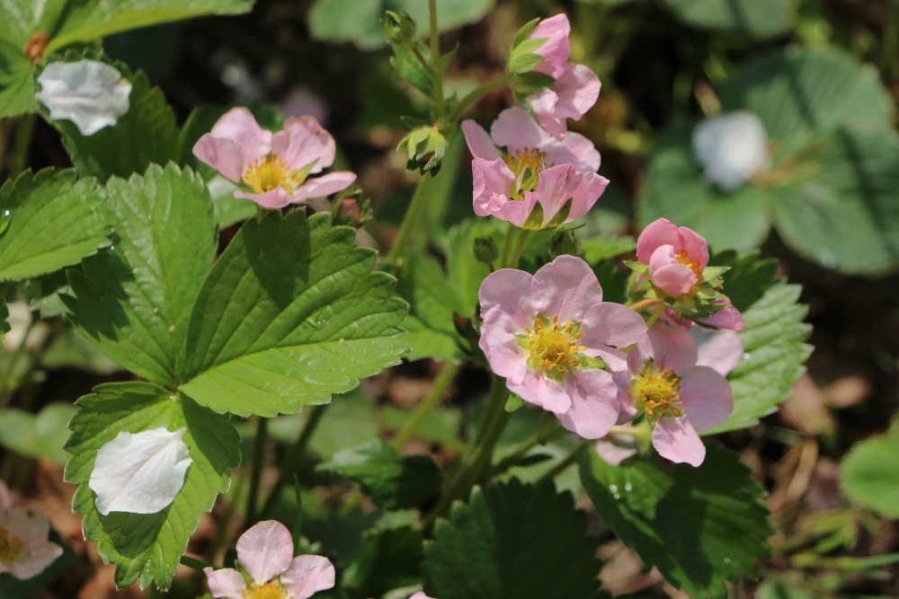 Herb, shrub, tree: growth forms of plants