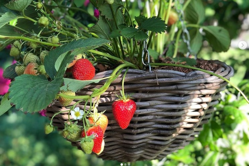 Can you grow strawberry & chives together