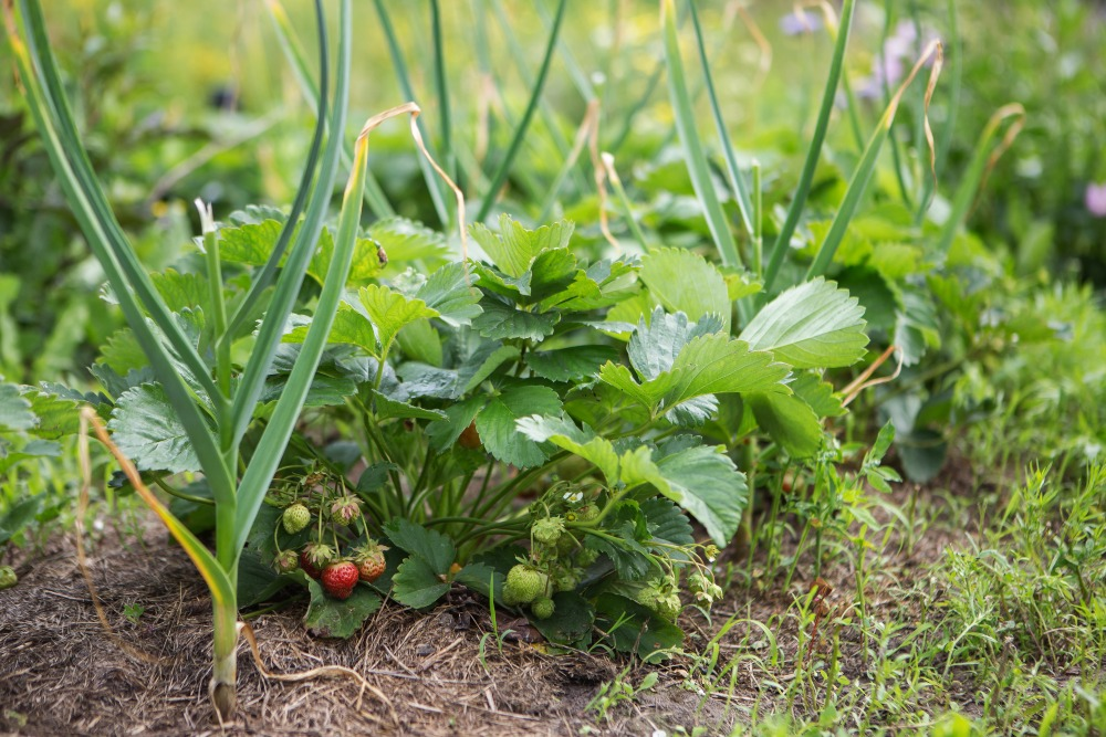 Can you grow strawberry & chives together