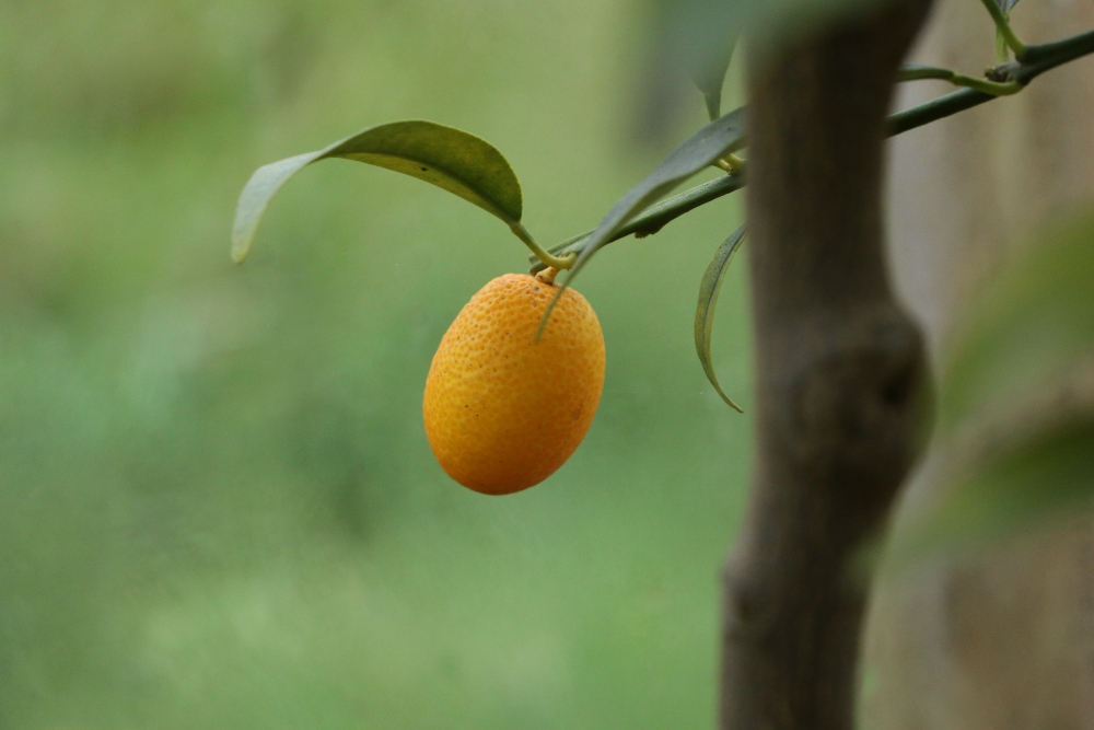 Everything in yellow - harvesting and storing lemons correctly