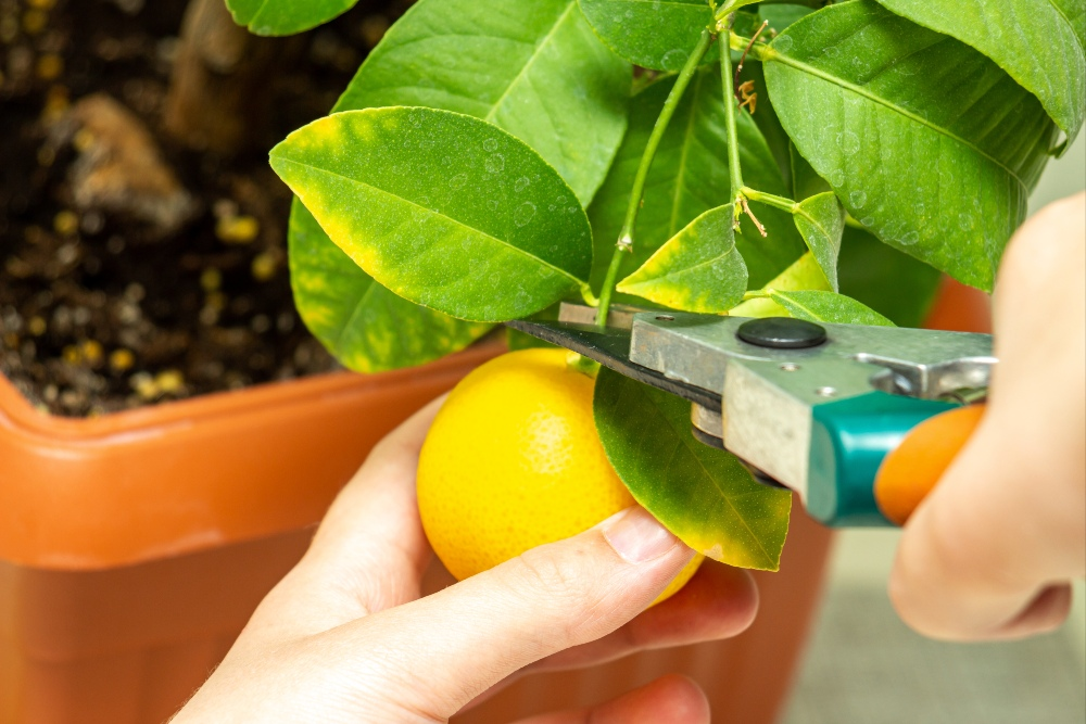 Everything in yellow - harvesting and storing lemons correctly