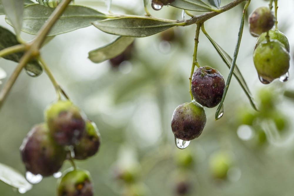 Olive tree: pests in the winter quarters - how to get rid of them again