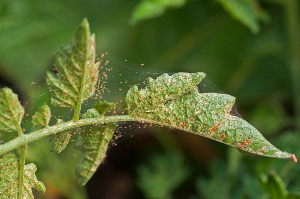 Olive tree: pests in the winter quarters - how to get rid of them again