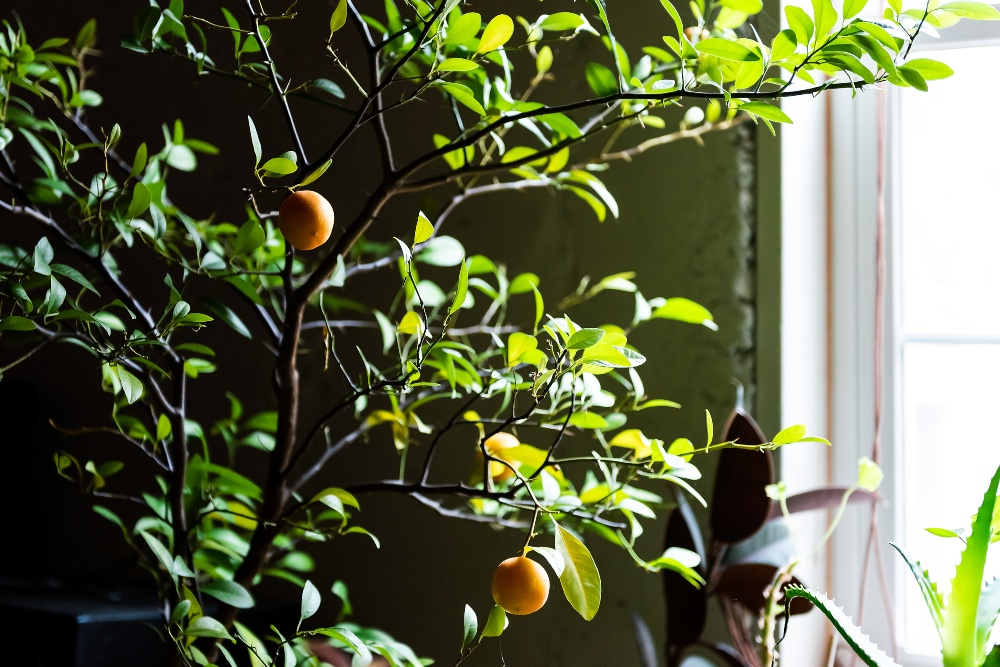 Lemon tree in winter - the 5 most common pests and diseases