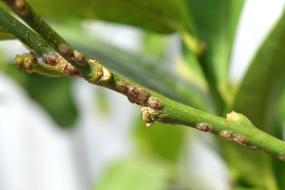 Lemon tree in winter - the 5 most common pests and diseases