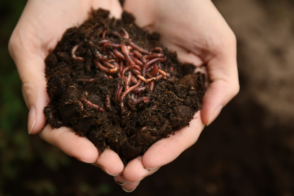 Indoor composting with Bokashi and the worm bin