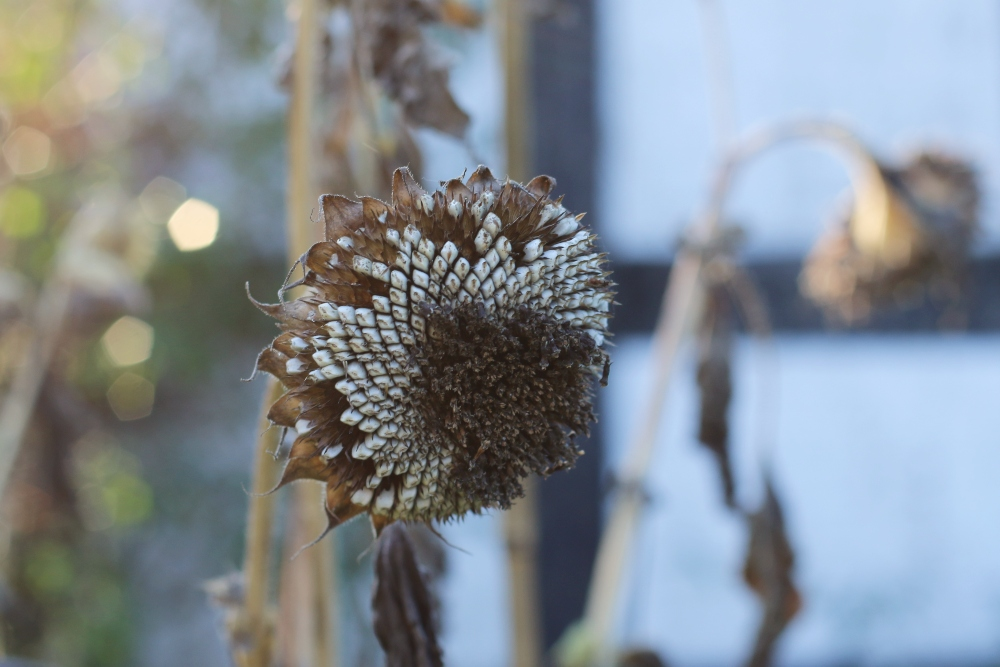 Winter hiding places in the garden: shelter for hedgehogs and insects