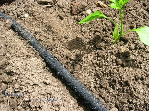 Drip irrigation: What it is and how it works. Types of drip irrigation and advantages