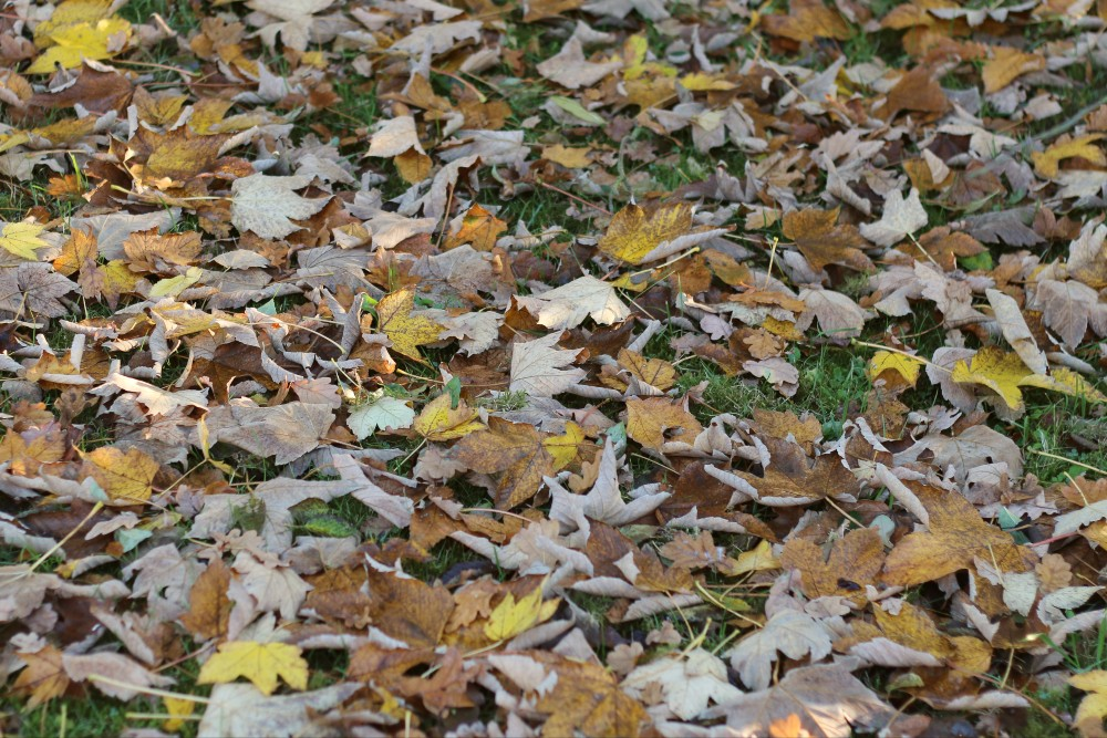 Winter hiding places in the garden: shelter for hedgehogs and insects