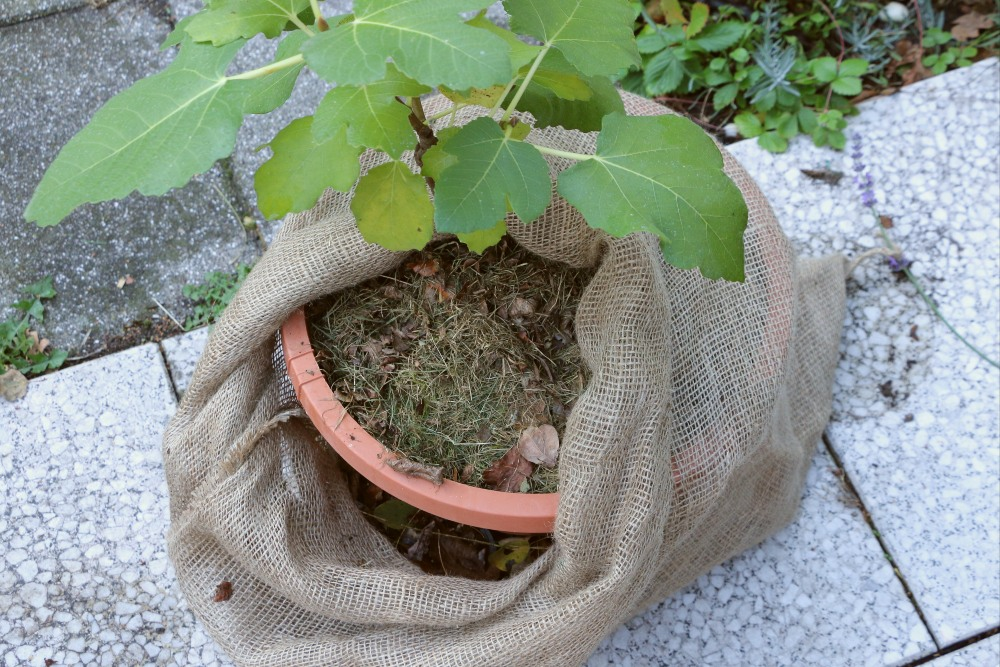 Raspberry, blueberry: get them to survive winter outdoors